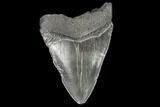 Fossil Megalodon Tooth - Georgia #109321-1